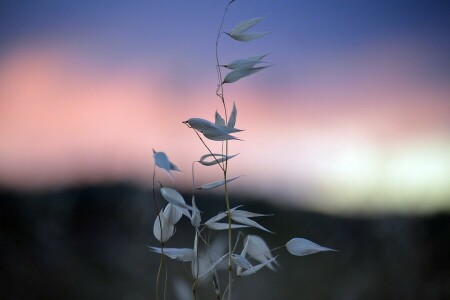 amanecer, césped, Mañana, espiguillas, el cielo