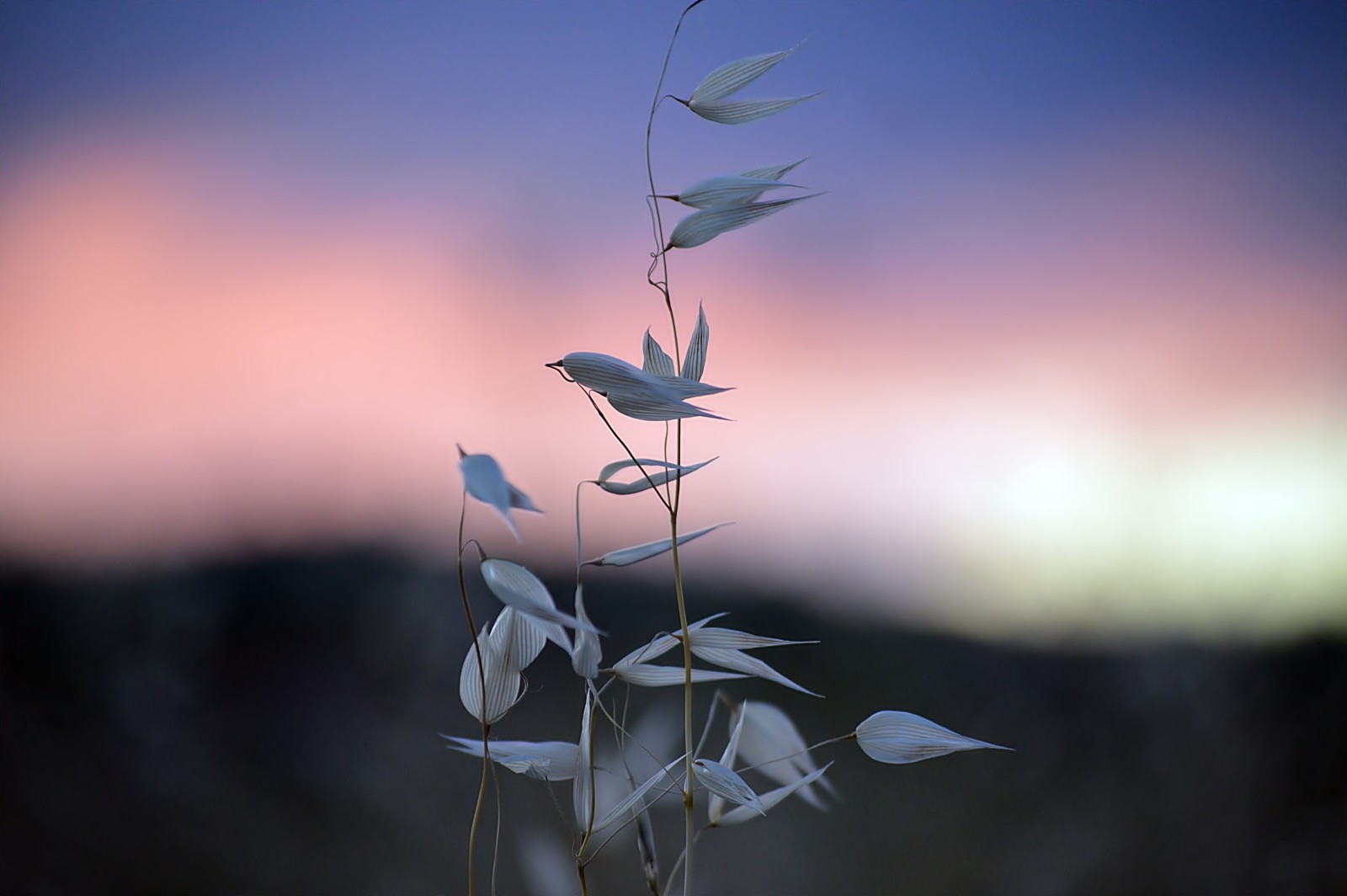 gräs, himmelen, morgon-, gryning, spikelets