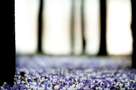 bloemen, natuur, bomen