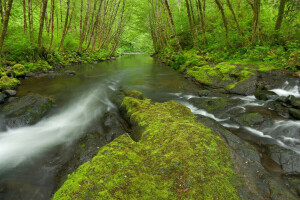 bosque, musgo., río, piedras, arboles