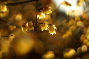 bakgrunn, gren, natur