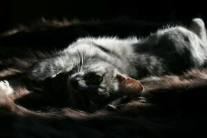 Animal, cat, fur, light, look, pet