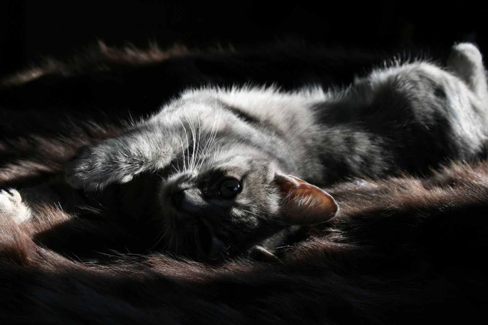 look, light, cat, Animal, fur, pet