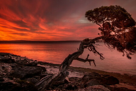 paisaje, mar, puesta de sol, árbol