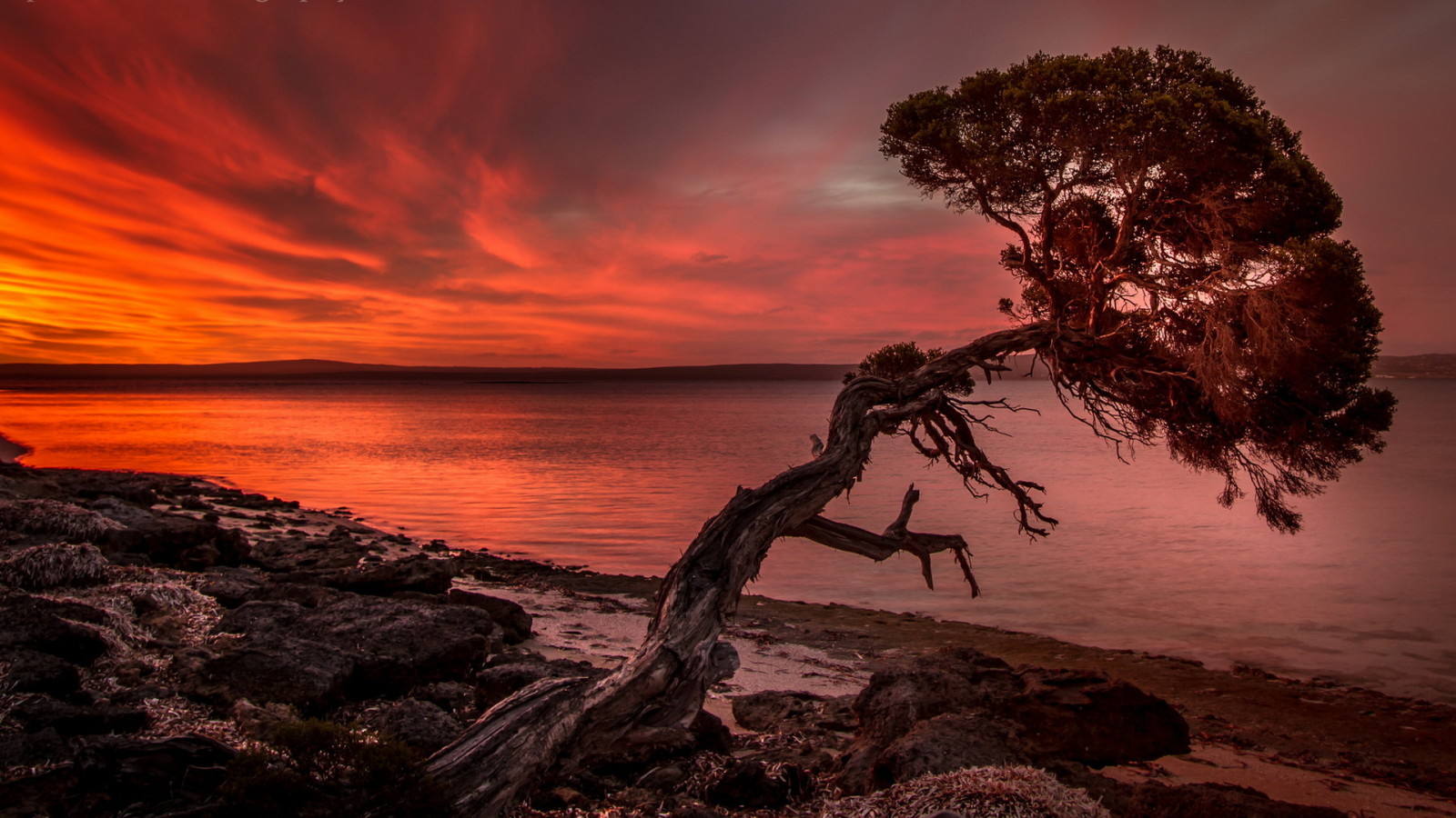 árbol, puesta de sol, paisaje, mar