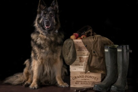 achtergrond, laarzen, dozen, pet, hond, herder