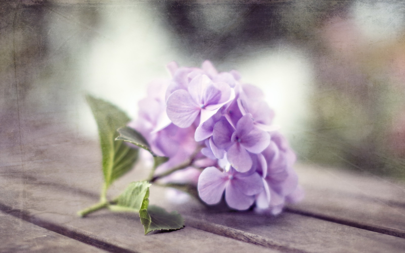 naturaleza, macro, flor