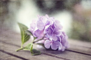 flower, macro, nature