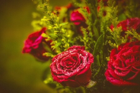 ramo de flores, brotes, gotas, rosas