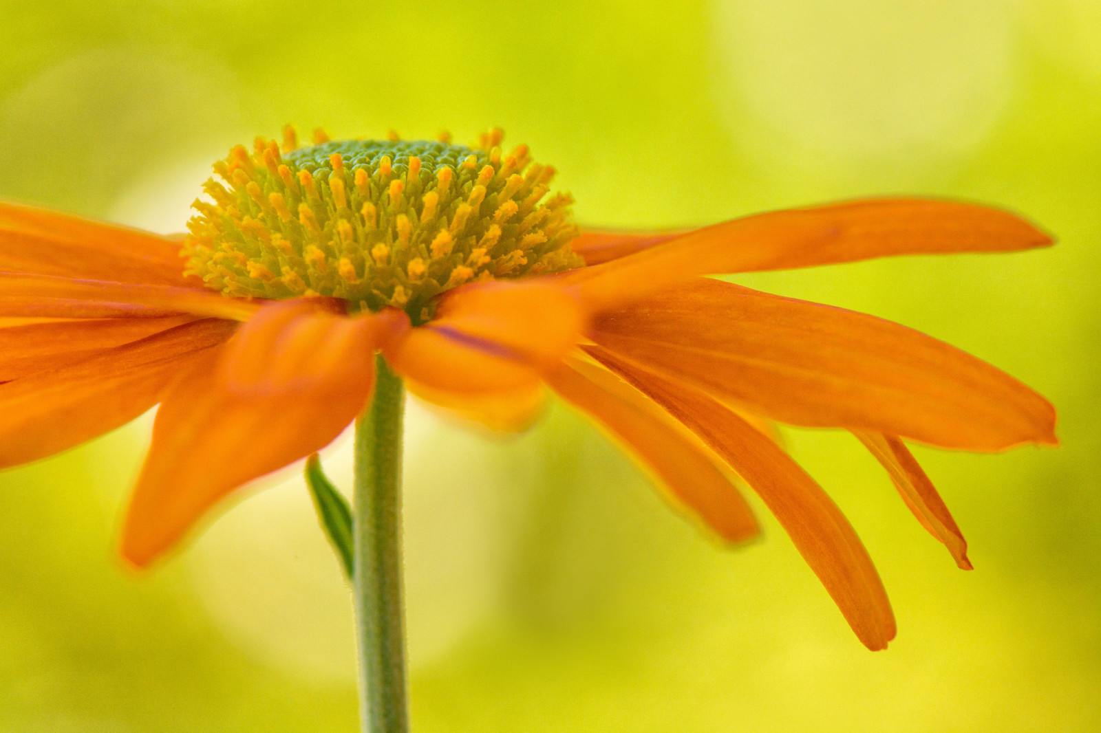 fundo, flor, pétalas, laranja