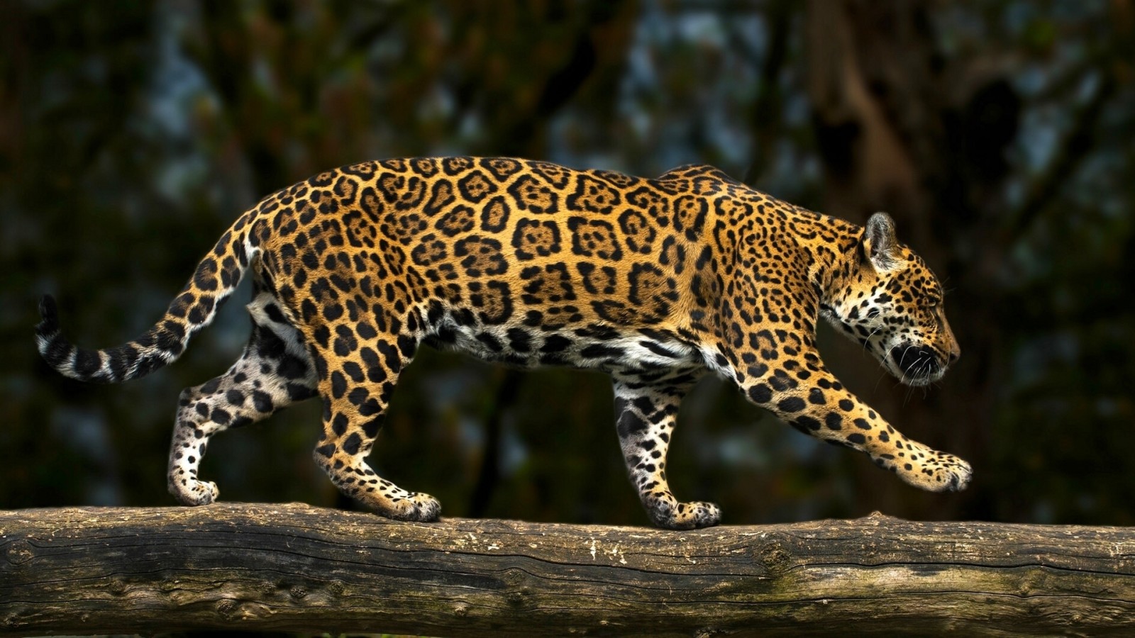 predador, registro, gato selvagem, Jaguar