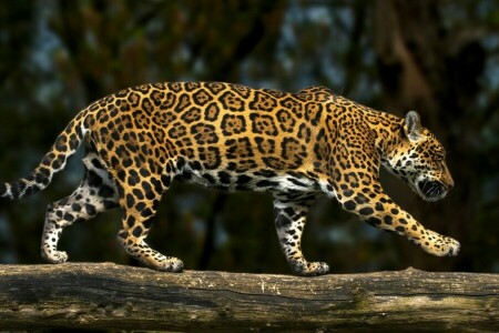 Jaguar, log, predator, wild cat