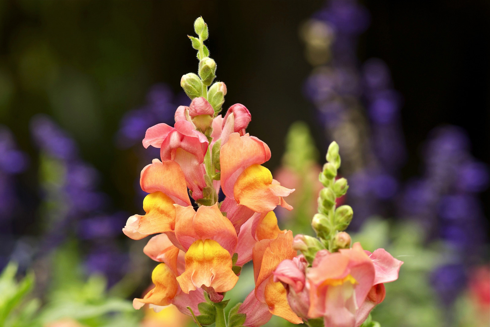 veld-, bloemen, weide, bloemblaadjes