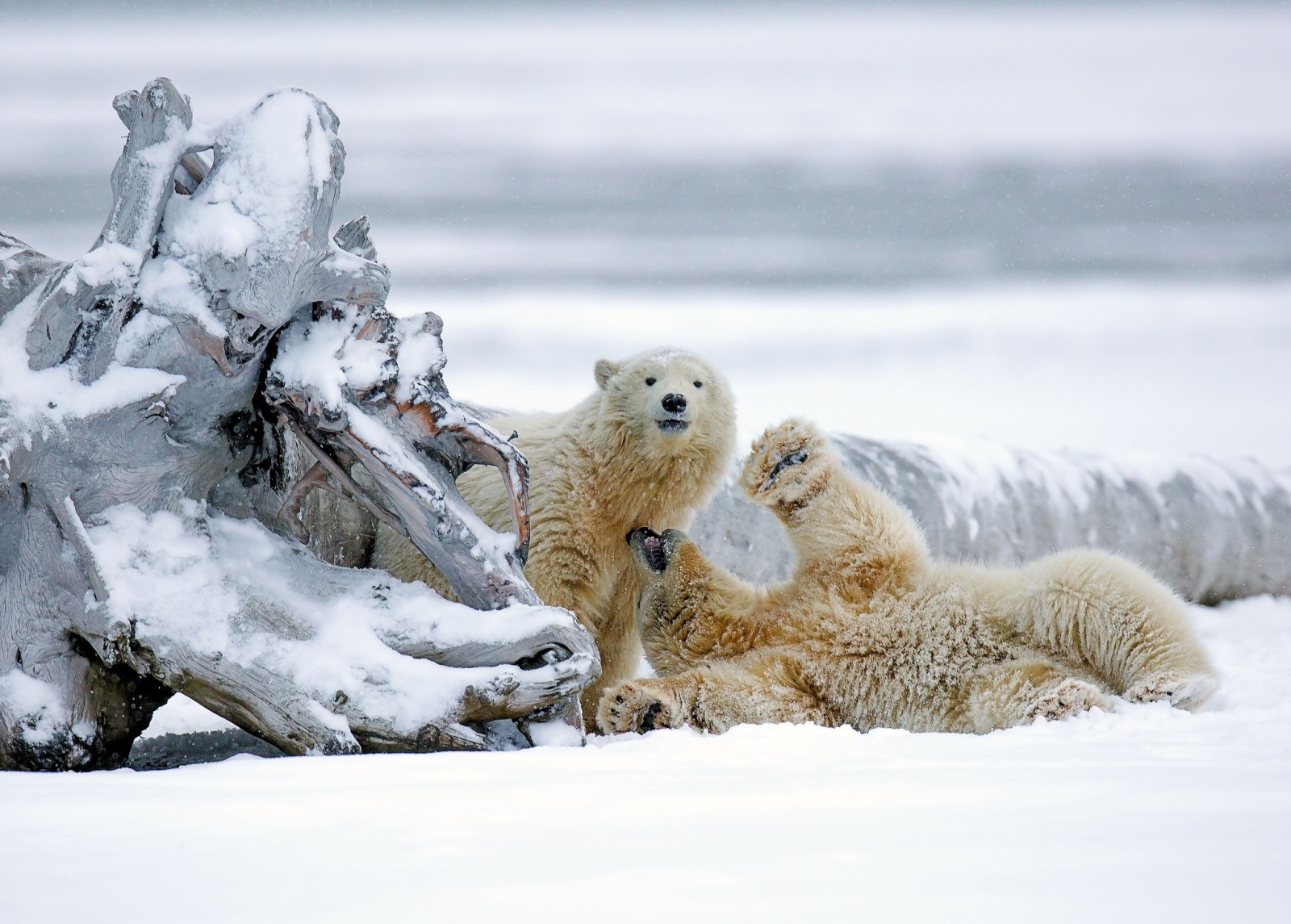 neve, inverno, orsi, Orsi polari, intoppo, Alaska