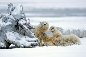 Alaska, bears, polar bears, snag, snow, winter