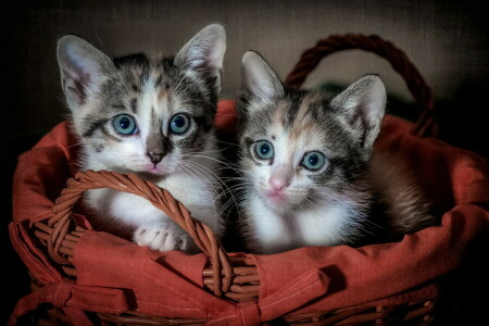 background, basket, cats