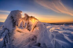 natur, snø, solnedgang, trær, vinter