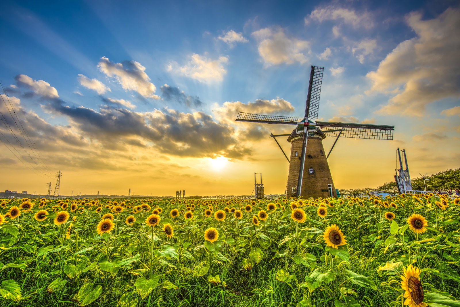 the sky, field, clouds, the sun, space, sunflower, mill