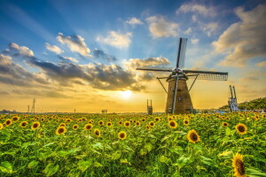 wolken, veld-, molen, ruimte, zonnebloem, de lucht, de zon