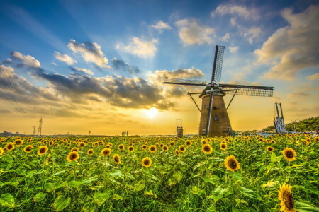 nubes, campo, molino, espacio, girasol, el cielo, el sol