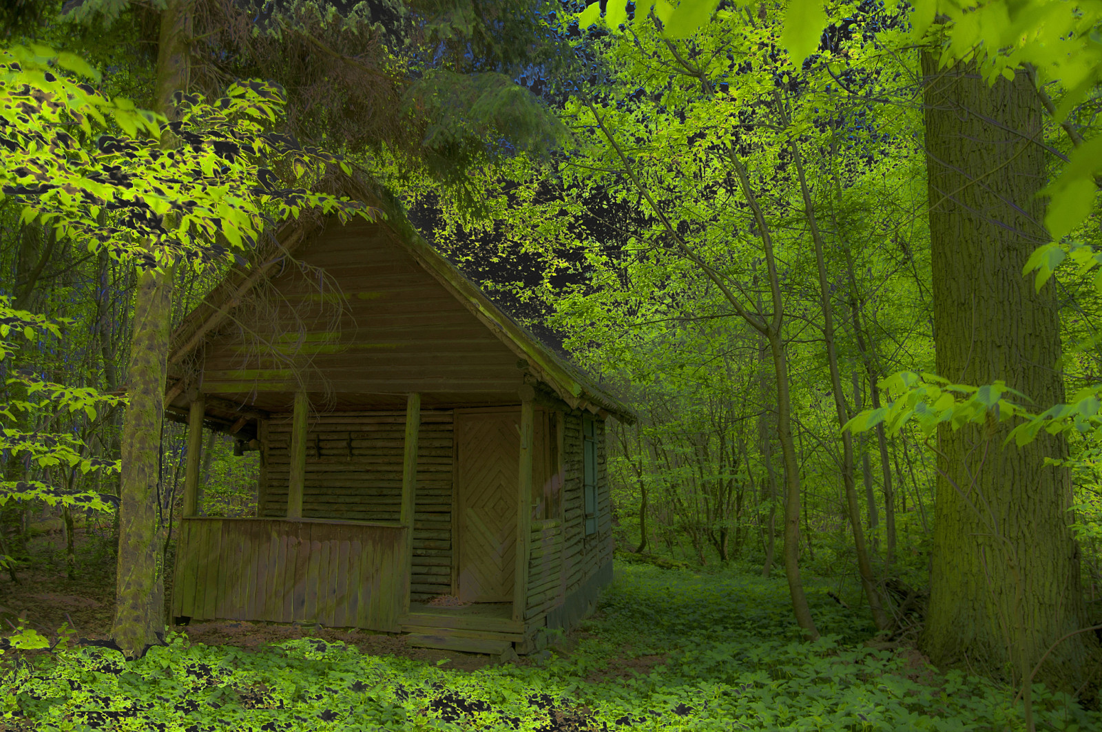 skog, hus, träd, löv, snår