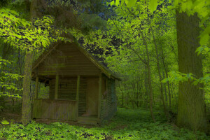 skog, hus, blader, kratt, trær