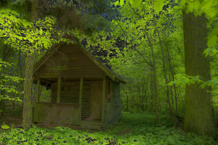 bosque, casa, hojas, matorrales, arboles