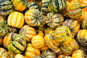 otoño, Canadá, cosecha, pintar, textura, El festival de la calabaza.