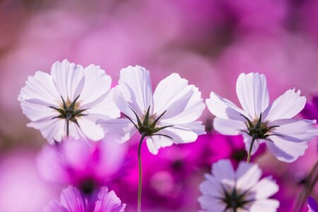 kosmeya, macro, petali, spazio