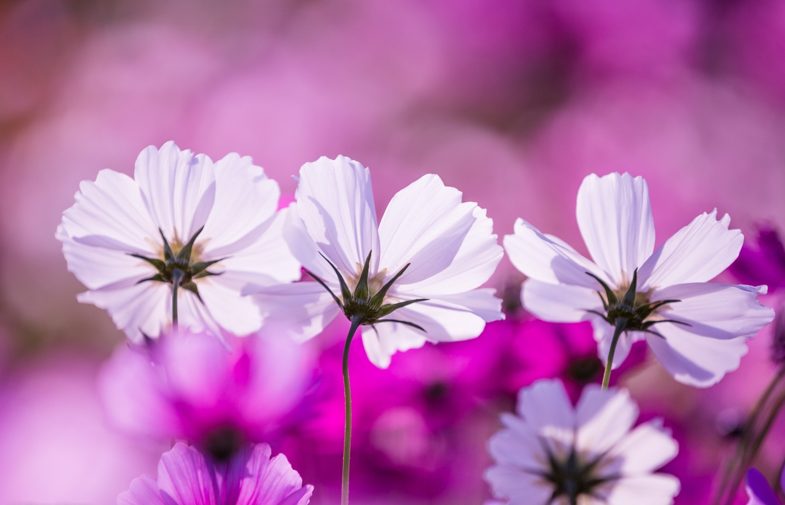 makro, petals, rom, kosmeya