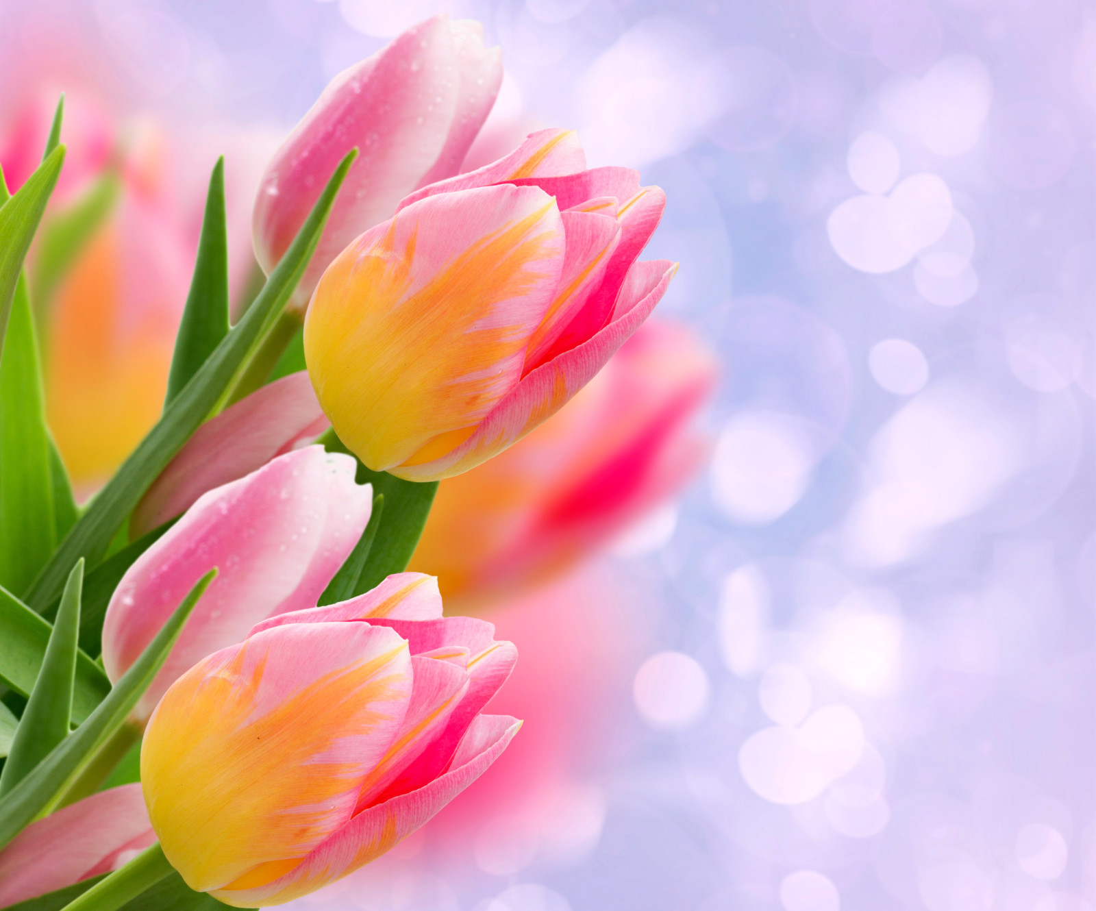 schittering, bokeh, bladeren, tulpen, bloemknoppen, detailopname