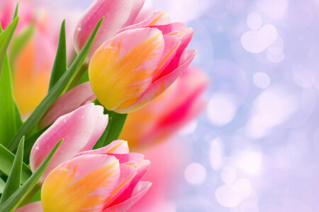 bokeh, bloemknoppen, detailopname, schittering, bladeren, tulpen