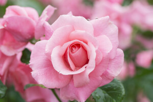 macro, petals, rose