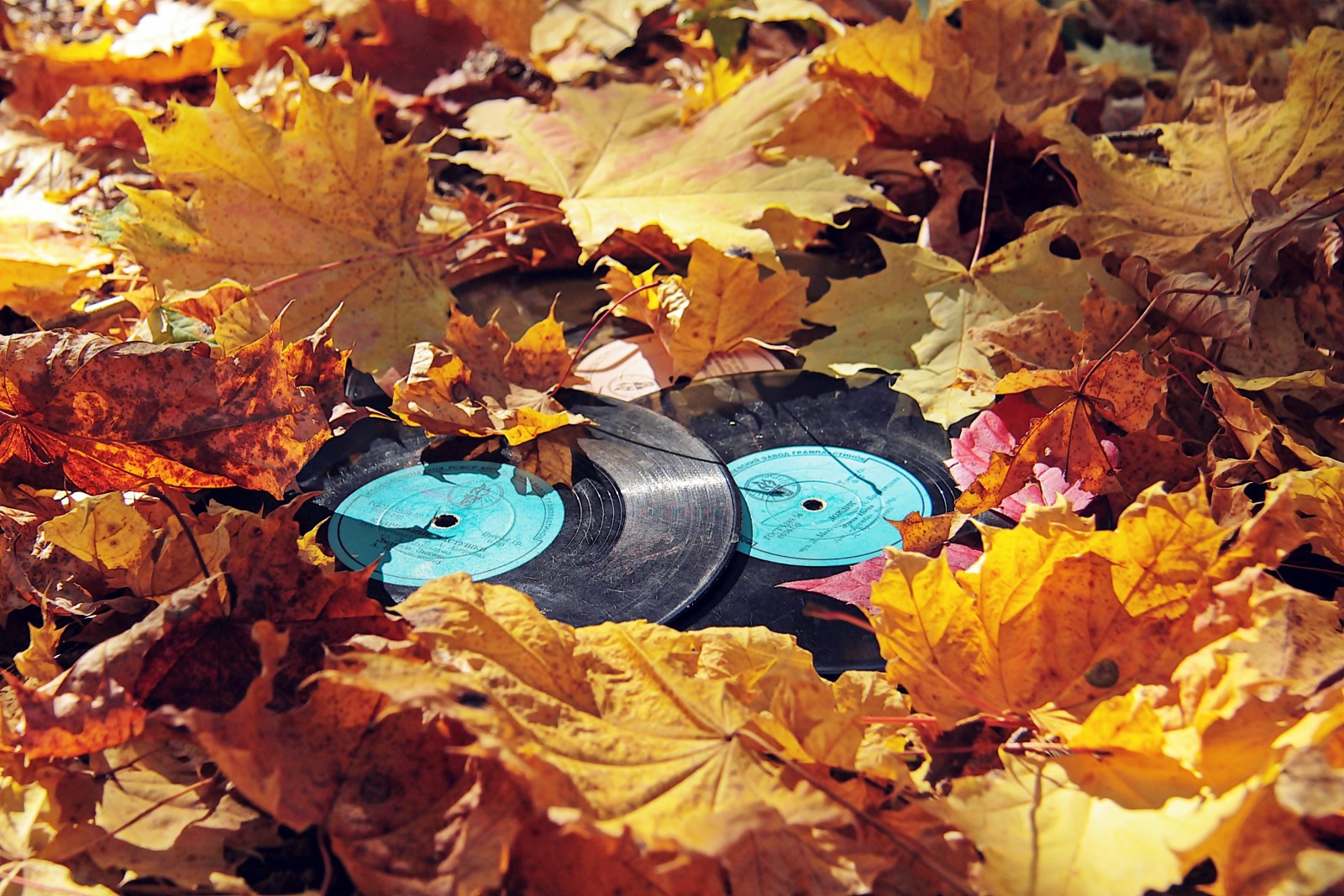 l'automne, feuilles, vinyle, enregistrements