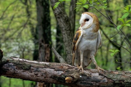 Common barn owl, forest, log, owl