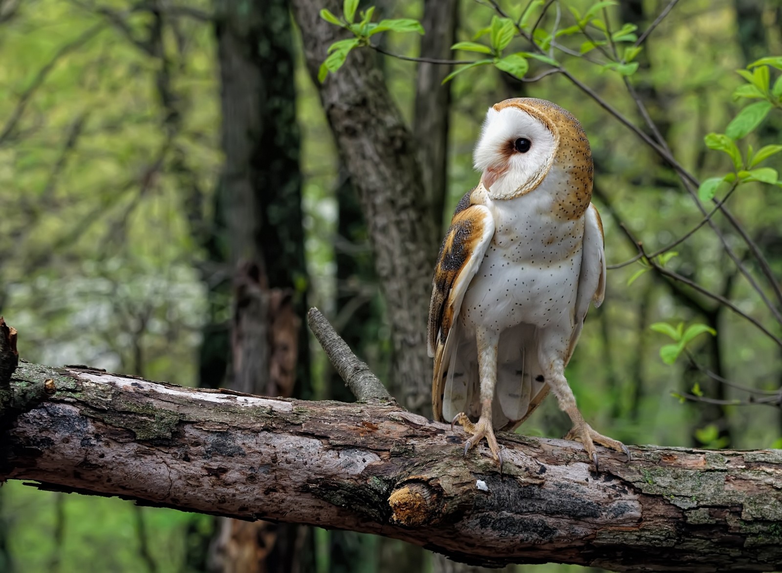 forêt, hibou, Journal, Chouette effraie