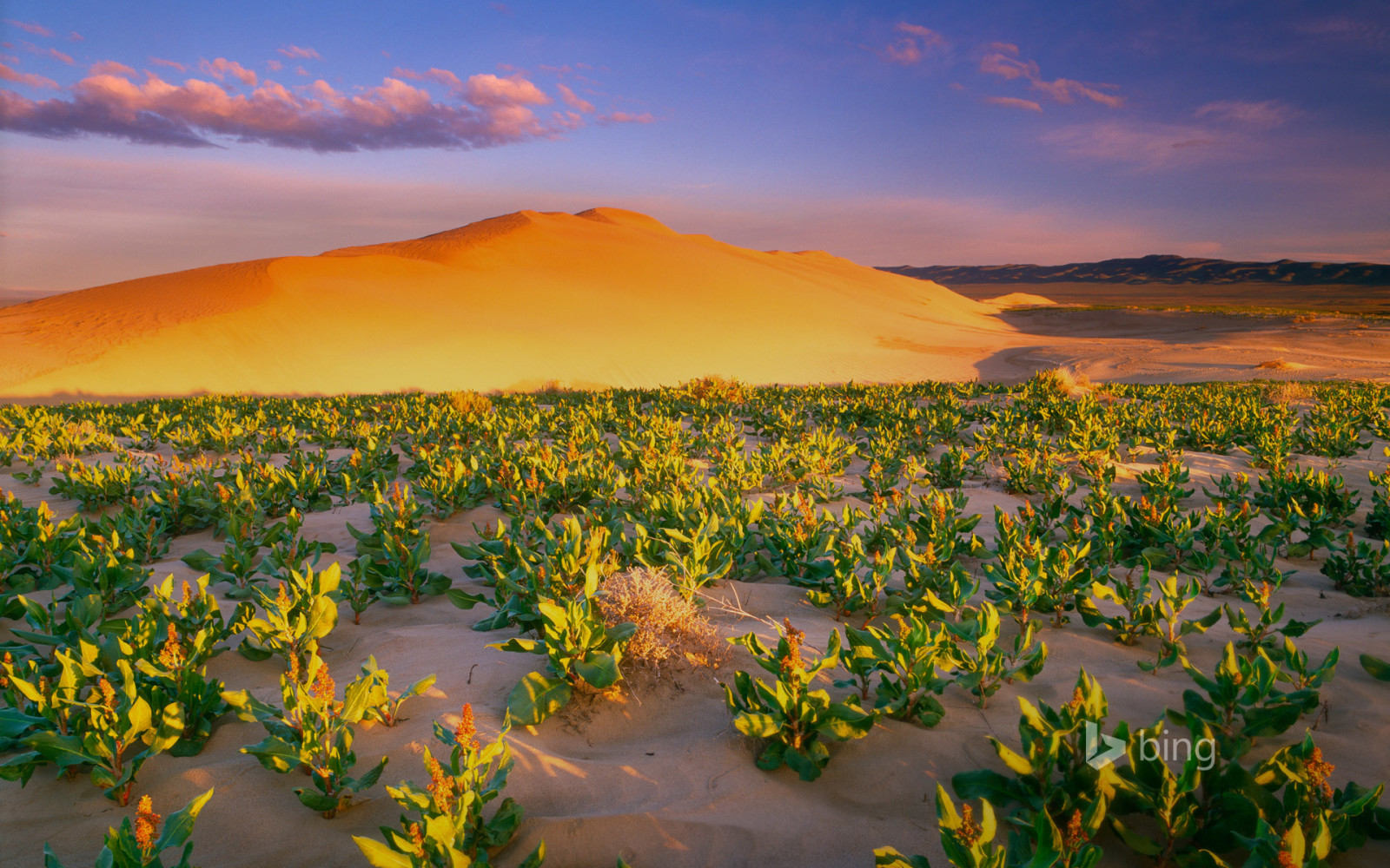 les plantes, Etats-Unis, le sable, Washington, barkhan