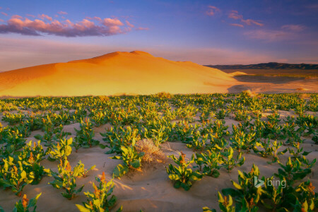 barkhan, les plantes, le sable, Etats-Unis, Washington