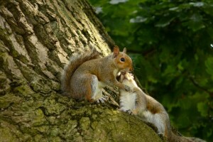 ein Paar, Borke, Liebe, Liebhaber, Proteine, Eichhörnchen Liebe, Baum