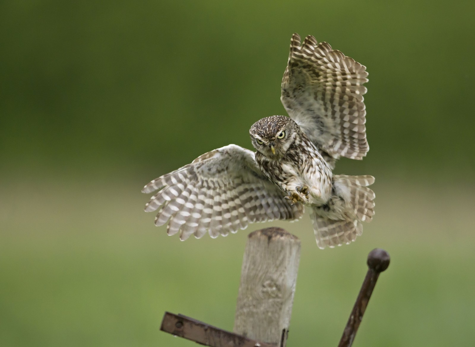 owl, bird, wings, post, metal, landing