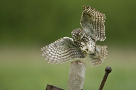 bird, landing, metal, owl, post, wings