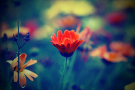 drop, field, flowers, grass, macro, meadow, petals