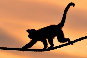 monkey, rope, sunset