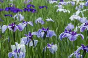 campo, erba, iris, prato, natura, petali