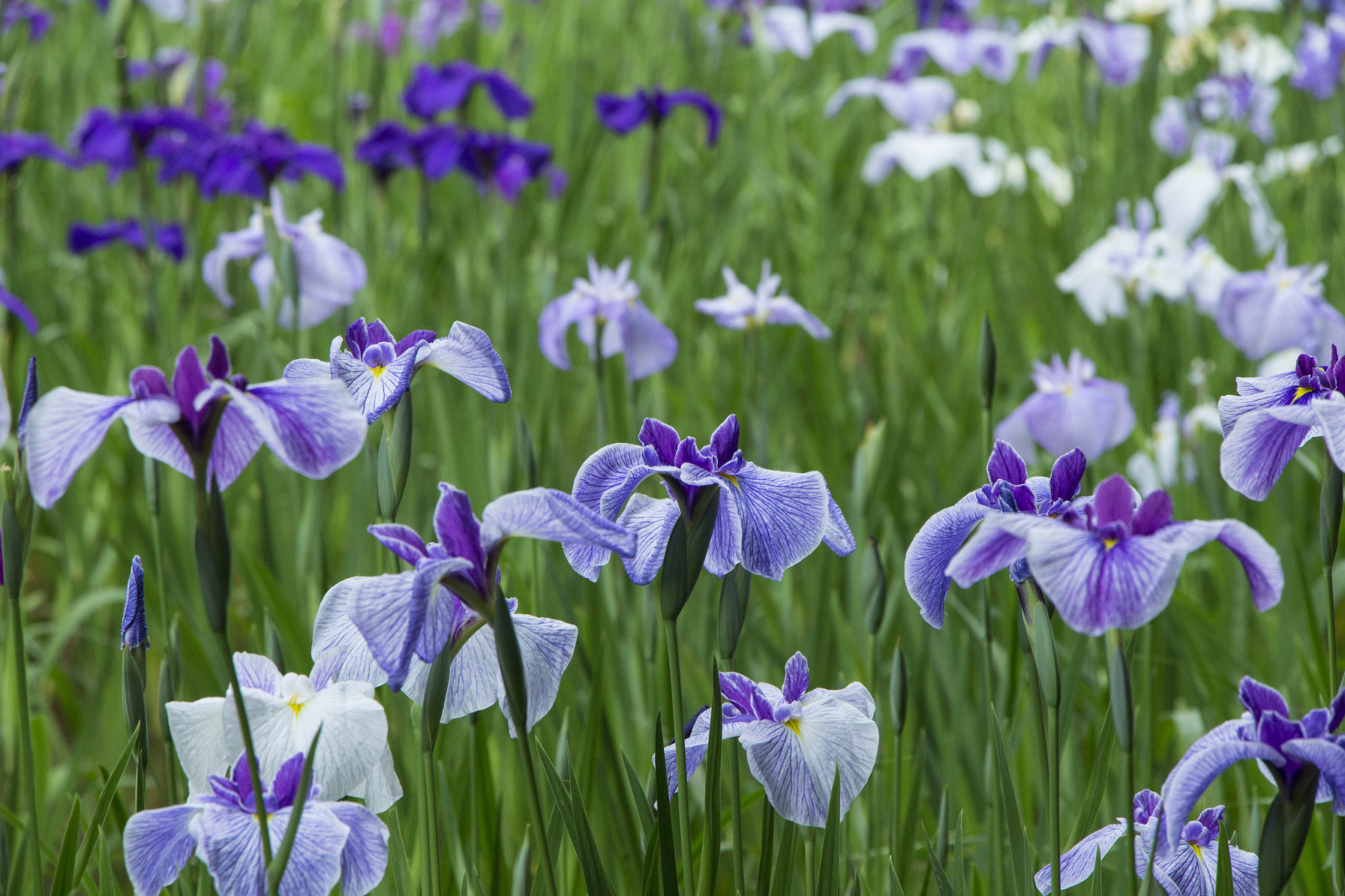 gräs, natur, fält, äng, kronblad, iris