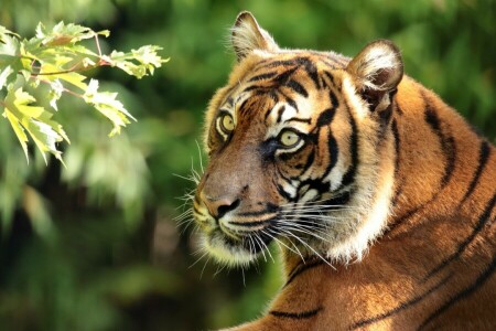 branch, face, portrait, predator, Sumatran tiger, tiger