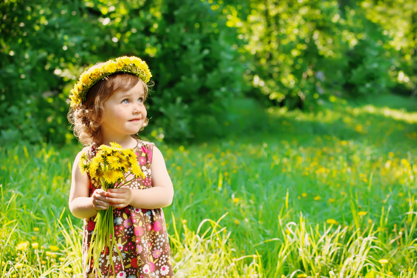 tráva, léto, DANDELIONS, květiny, dítě, malá holka