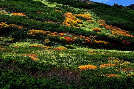 a seguire, Giappone, paesaggio, montagne, pietre, i cespugli, vegetazione