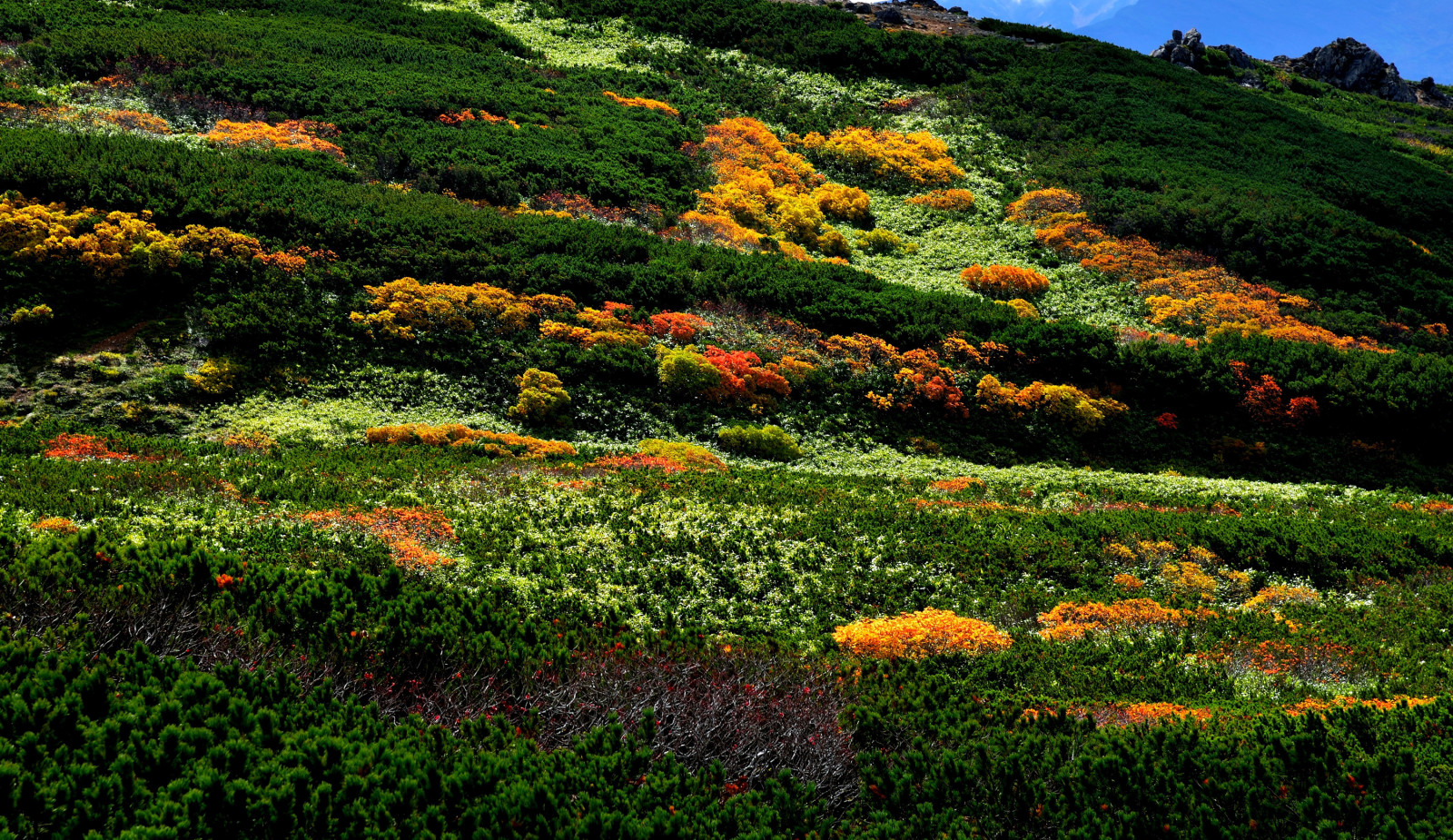 paesaggio, pietre, montagne, Giappone, vegetazione, i cespugli, a seguire