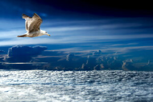 bird, nature, sea, the sky